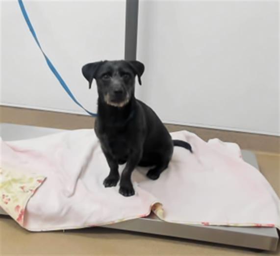 adoptable Dog in Hayward, CA named ASTRO