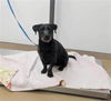 adoptable Dog in  named ASTRO