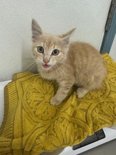 adoptable Cat in Hayward, CA named KOHL