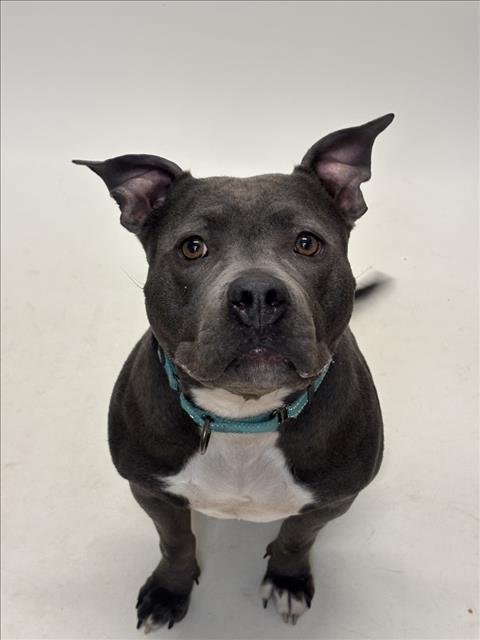 EMILY, an adoptable Pit Bull Terrier in Hayward, CA