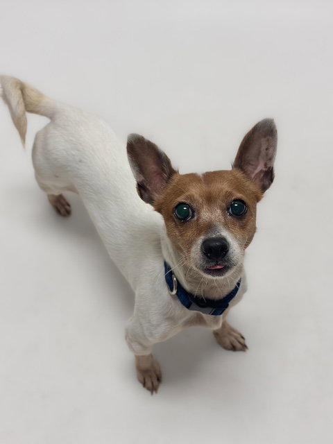 picture of the dog needing adoption