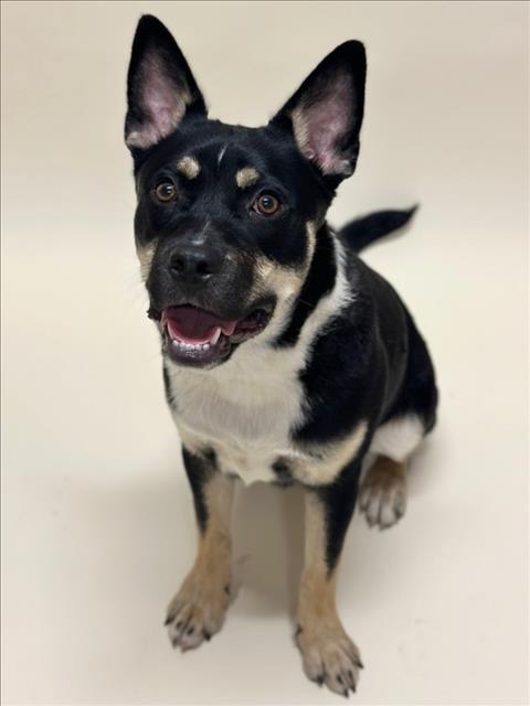 PABLO, an adoptable German Shepherd Dog in Hayward, CA