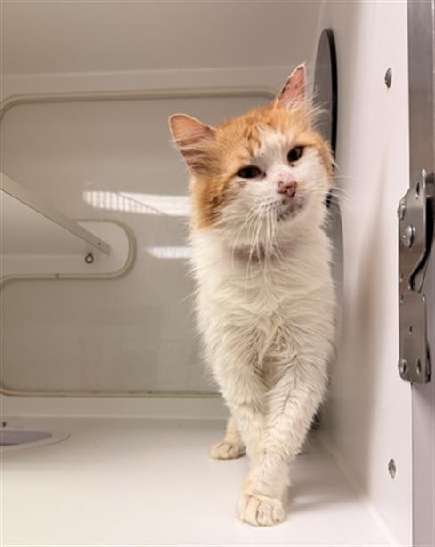 BUTTERSCOTCH, an adoptable Domestic Medium Hair in Hayward, CA