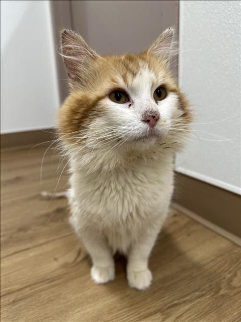 BUTTERSCOTCH, Senior Domestic Medium Hair (medium coat), cat for adoption in Oakley, California