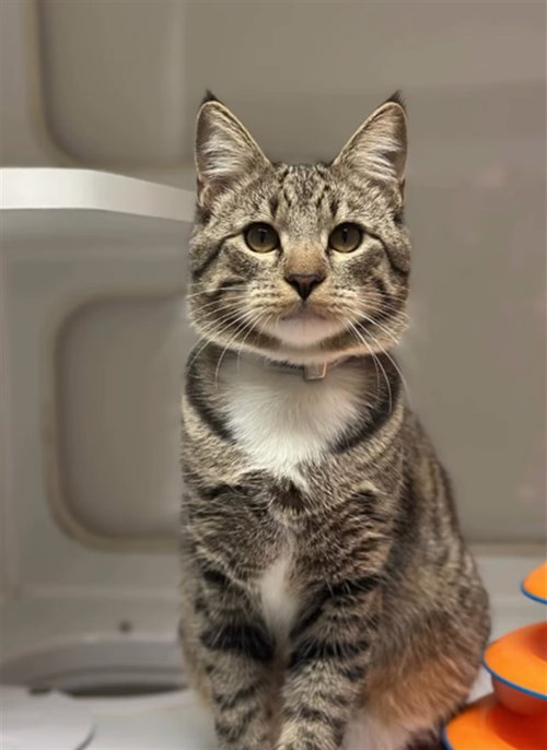 SPATULA, an adoptable Domestic Short Hair in Hayward, CA
