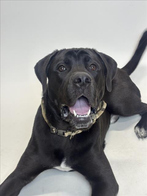 ICE CUBE, an adoptable Cane Corso Mastiff in Hayward, CA