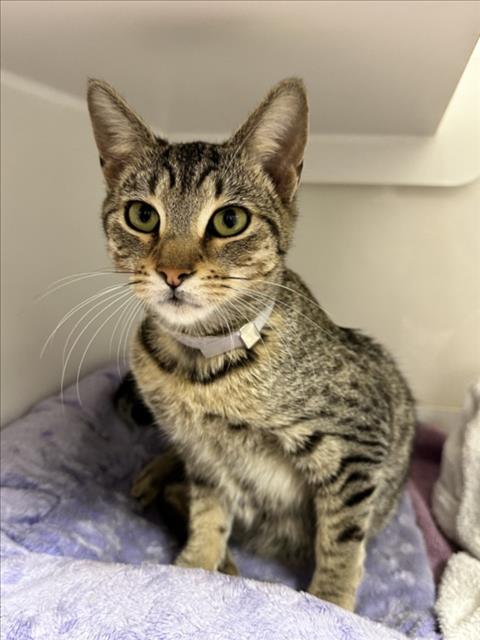 HARLOW, Baby Domestic Short Hair (medium coat), cat for adoption in Oakley, California