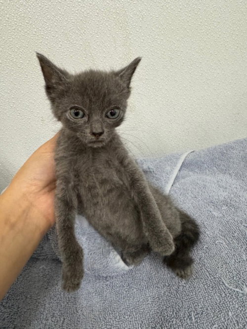 CHLOE, an adoptable Domestic Short Hair in Hayward, CA