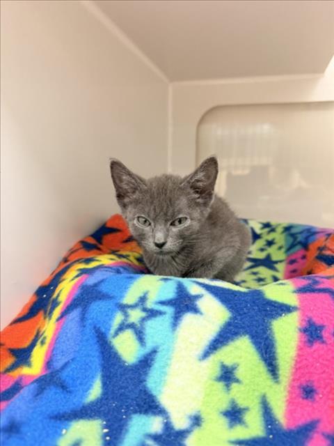 CHLOE, Baby Domestic Short Hair (medium coat), cat for adoption in San Rafael, California