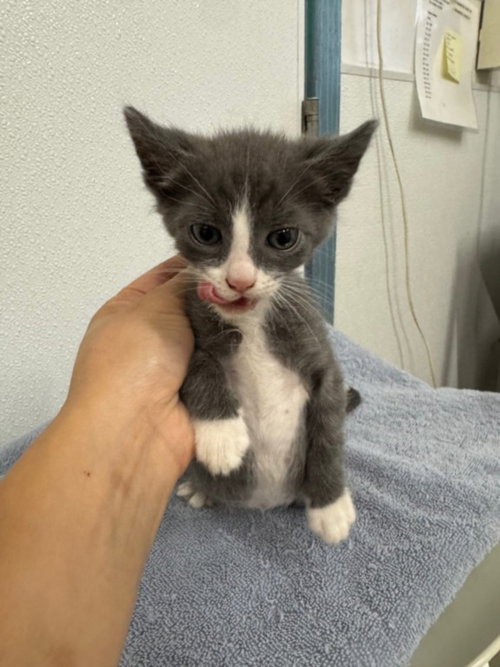 BOOTS, an adoptable Domestic Short Hair in Hayward, CA