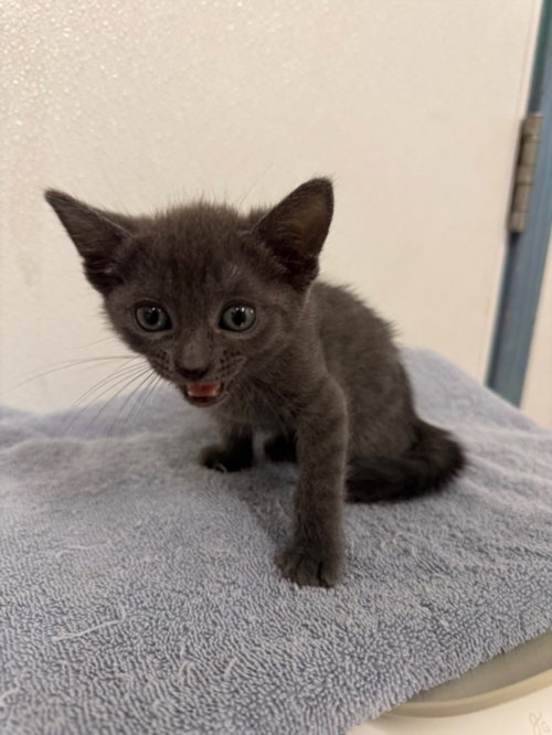 ZOE, an adoptable Domestic Short Hair in Hayward, CA