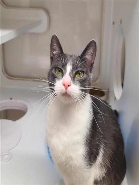 ESME, an adoptable Domestic Short Hair in Hayward, CA