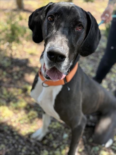 LUNA, an adoptable Great Dane in Hayward, CA