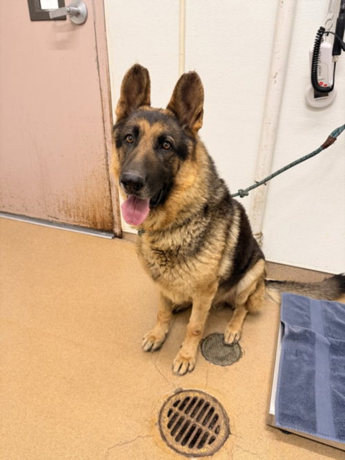 LOGAN, an adoptable German Shepherd Dog in Hayward, CA