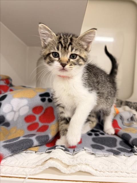 WENDY, Baby Domestic Short Hair (medium coat), cat for adoption in San Rafael, California