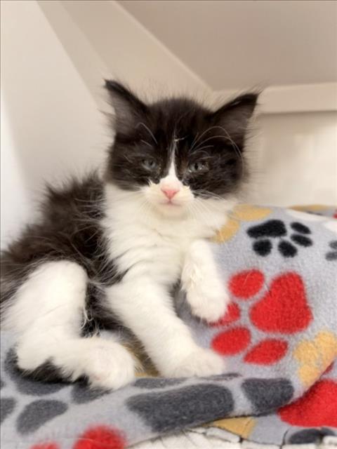 CASPER, Baby Domestic Short Hair (medium coat), cat for adoption in San Rafael, California