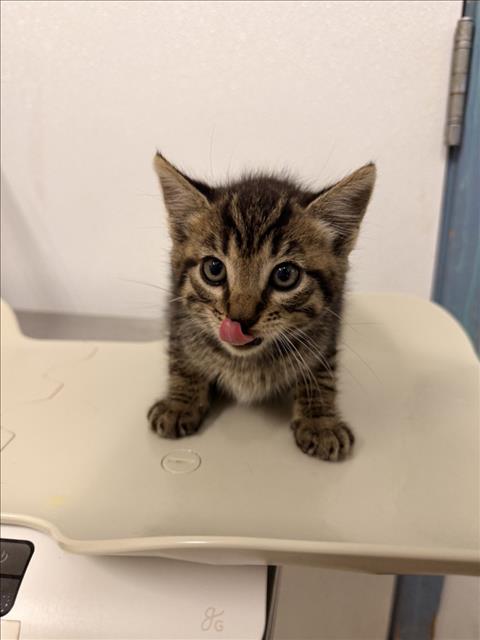 SARAH, Baby Domestic Short Hair (medium coat), cat for adoption in San Rafael, California
