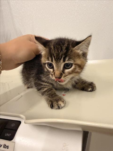 SAM, Baby Domestic Short Hair (medium coat), cat for adoption in San Rafael, California
