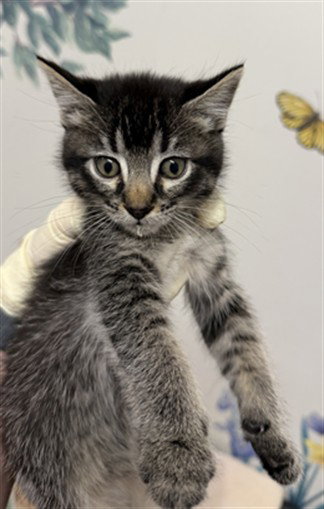 NYLA, Baby Domestic Short Hair (medium coat), cat for adoption in San Rafael, California