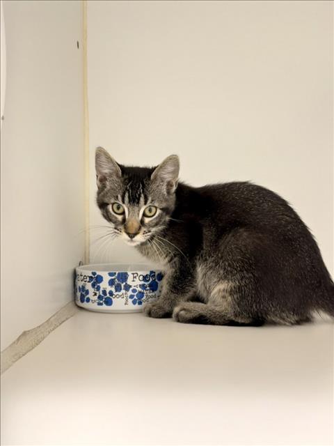 NYLA, Baby Domestic Short Hair (medium coat), cat for adoption in Union City, California