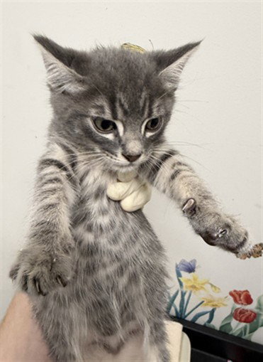 NOLAN, Baby Domestic Short Hair (medium coat), cat for adoption in San Rafael, California