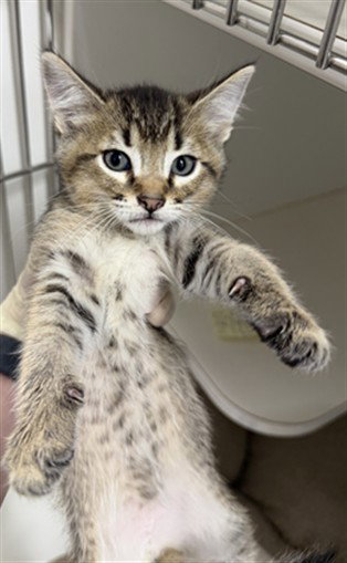 JACKSON, Baby Domestic Short Hair (medium coat), cat for adoption in San Rafael, California