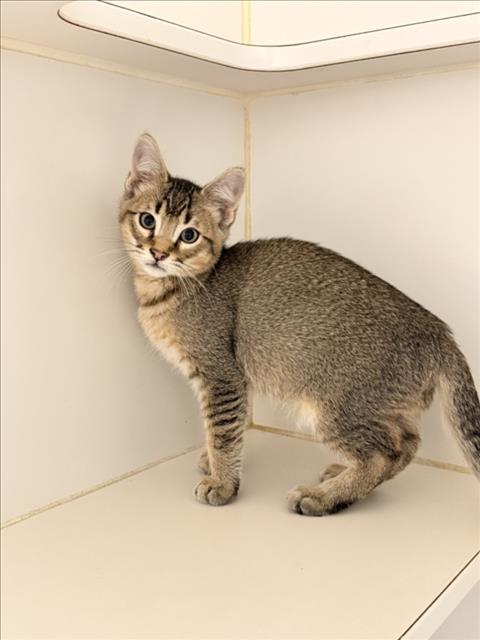 JACKSON, Baby Domestic Short Hair (medium coat), cat for adoption in Union City, California