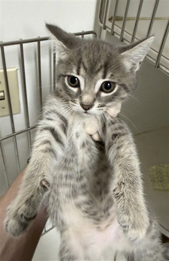 LUCY, Baby Domestic Short Hair (medium coat), cat for adoption in San Rafael, California