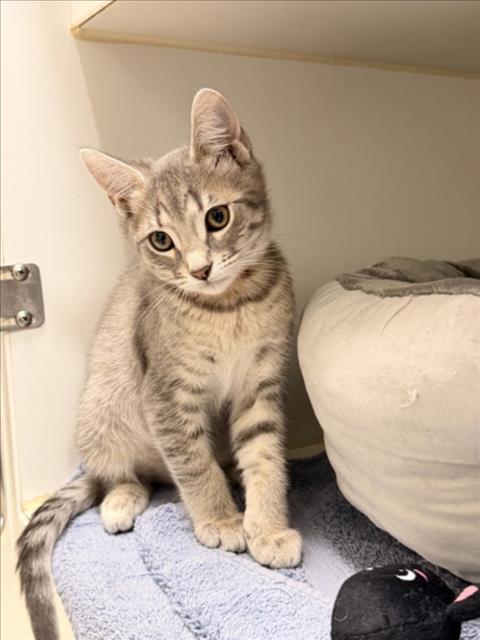 LUCY, Baby Domestic Short Hair (medium coat), cat for adoption in Union City, California