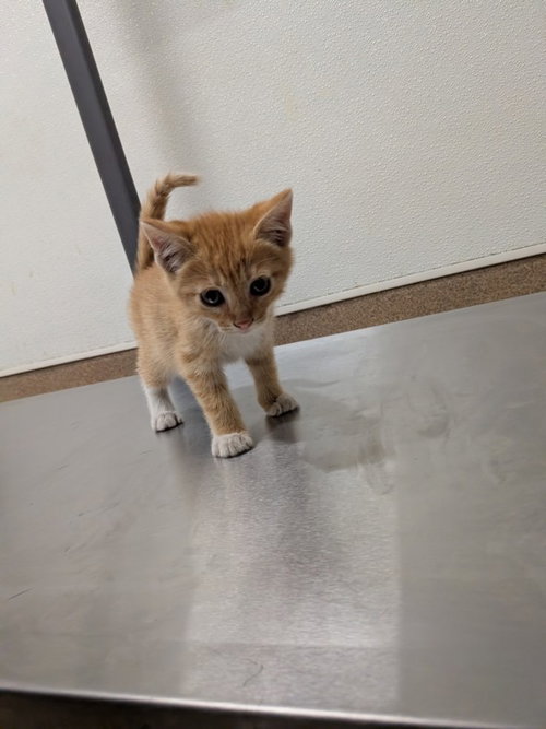 CONRAD, Baby Domestic Short Hair (medium coat), cat for adoption in San Rafael, California