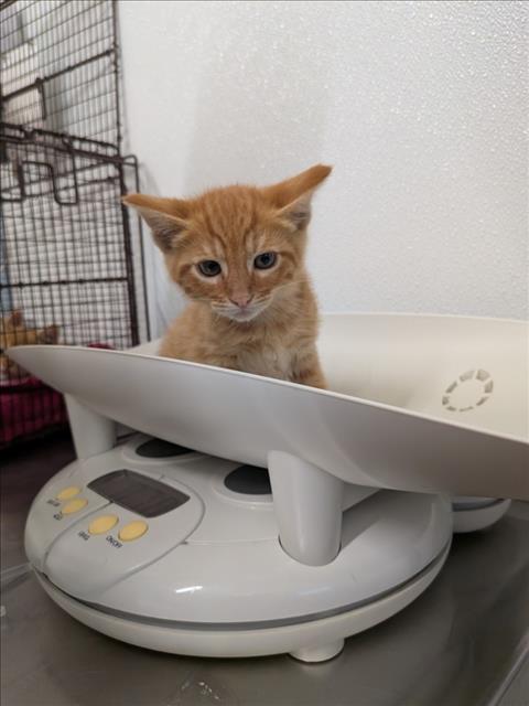 LARRY, Baby Domestic Short Hair (medium coat), cat for adoption in San Rafael, California