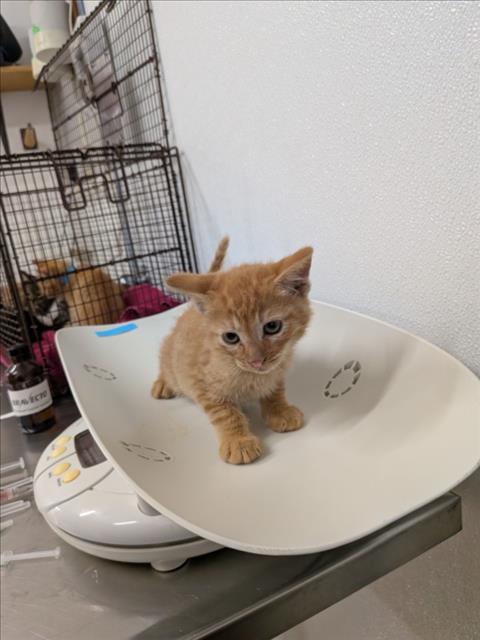 JEREMIAH, Baby Domestic Short Hair (medium coat), cat for adoption in San Rafael, California