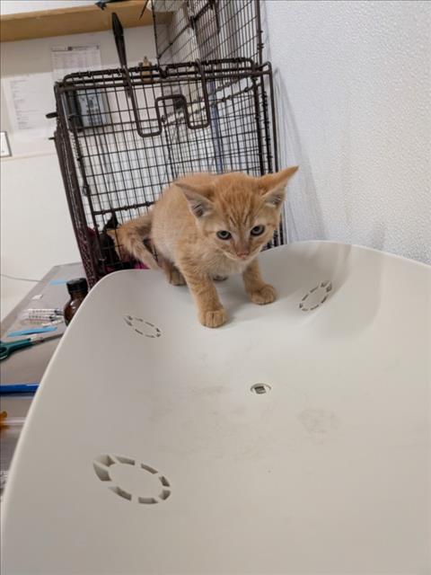CURLY, Baby Domestic Short Hair (medium coat), cat for adoption in San Rafael, California