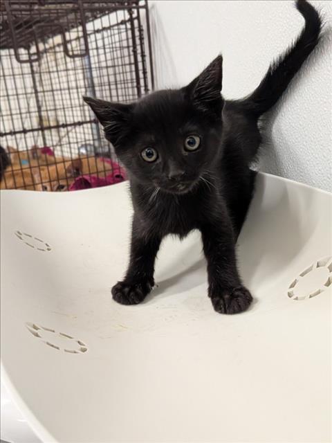 MOE, Baby Domestic Short Hair (medium coat), cat for adoption in San Rafael, California