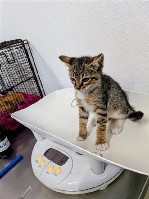 STEVEN, Baby Domestic Short Hair (medium coat), cat for adoption in San Rafael, California