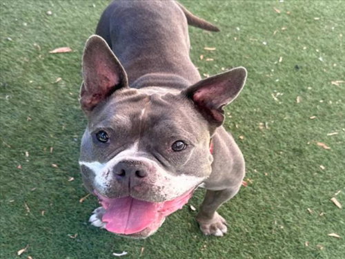 PHOEBE, an adoptable Pit Bull Terrier in Hayward, CA