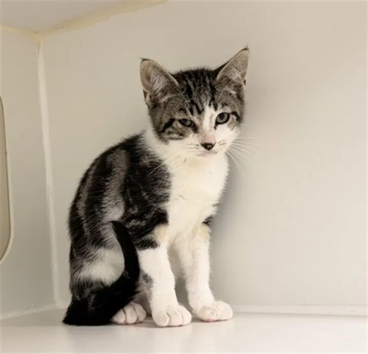 Cruz - Domestic Short Hair