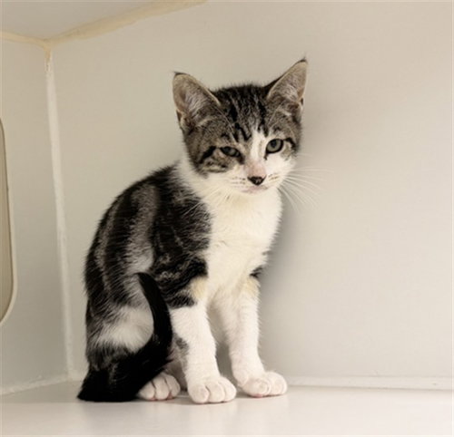 CRUZ, Baby Domestic Short Hair (medium coat), cat for adoption in Union City, California