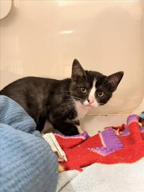 Dezi - Domestic Short Hair
