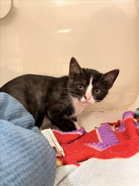 DEZI, Baby Domestic Short Hair (medium coat), cat for adoption in Union City, California