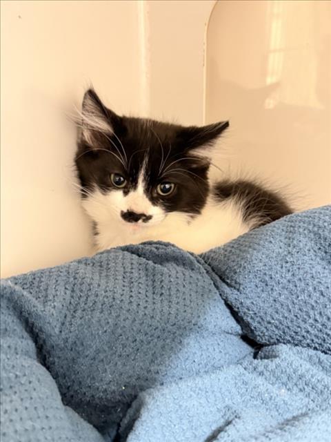 ROLO, Baby Domestic Short Hair (medium coat), cat for adoption in Union City, California