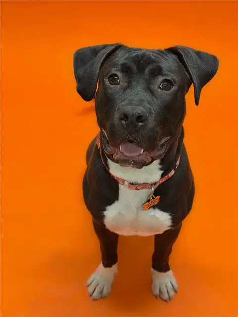 Bruce - Pit Bull Terrier