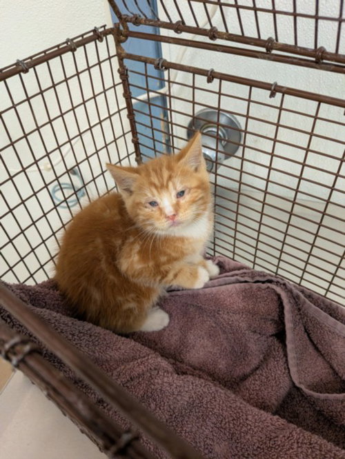 LORENZO, Baby Domestic Short Hair (medium coat), cat for adoption in Cupertino, California