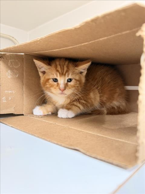LORENZO, Baby Domestic Short Hair (medium coat), cat for adoption in Union City, California