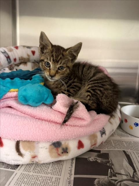 PANGEA, Baby Domestic Short Hair (medium coat), cat for adoption in Hayward, California