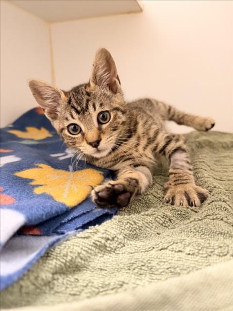 PANGEA, Baby Domestic Short Hair (medium coat), cat for adoption in Union City, California