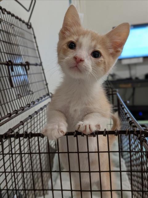 CHICKPEA, Baby Domestic Short Hair (medium coat), cat for adoption in Hayward, California