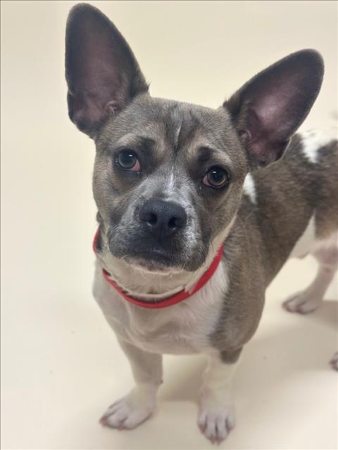 SIMON COWELL, an adoptable French Bulldog in Hayward, CA