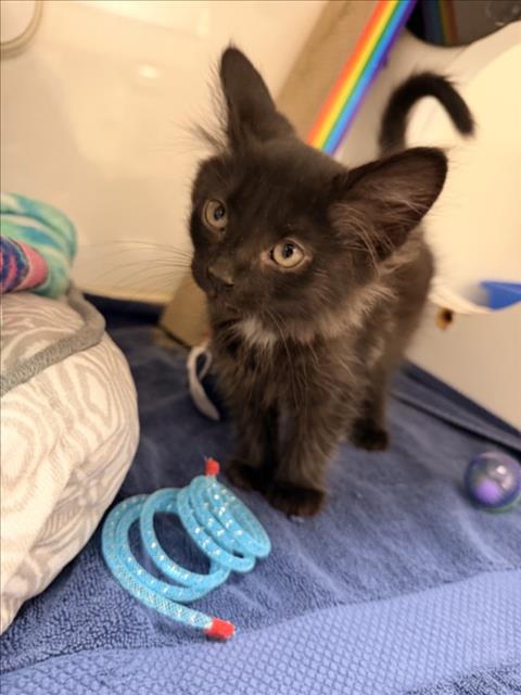 A139625, Baby Domestic Short Hair (medium coat), cat for adoption in Union City, California
