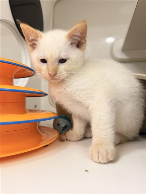 TROYE, Baby Domestic Short Hair (medium coat), cat for adoption in Union City, California